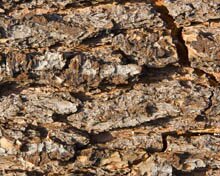 Bark