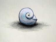 Sea Shell