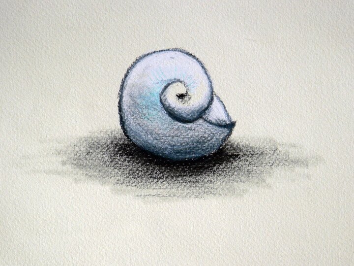 Sea Shell